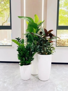 慈溪植物出租哪家好